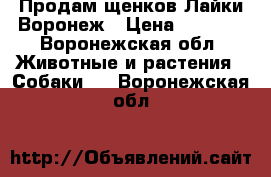 Продам щенков Лайки Воронеж › Цена ­ 3 500 - Воронежская обл. Животные и растения » Собаки   . Воронежская обл.